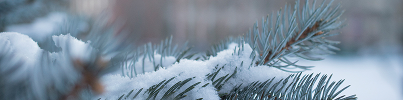 Tile 5 - Snow on Tree